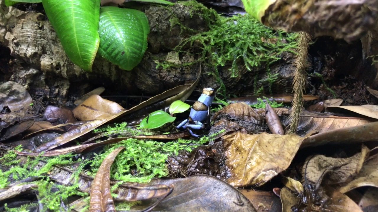 Blue Oophaga histrionica 4K