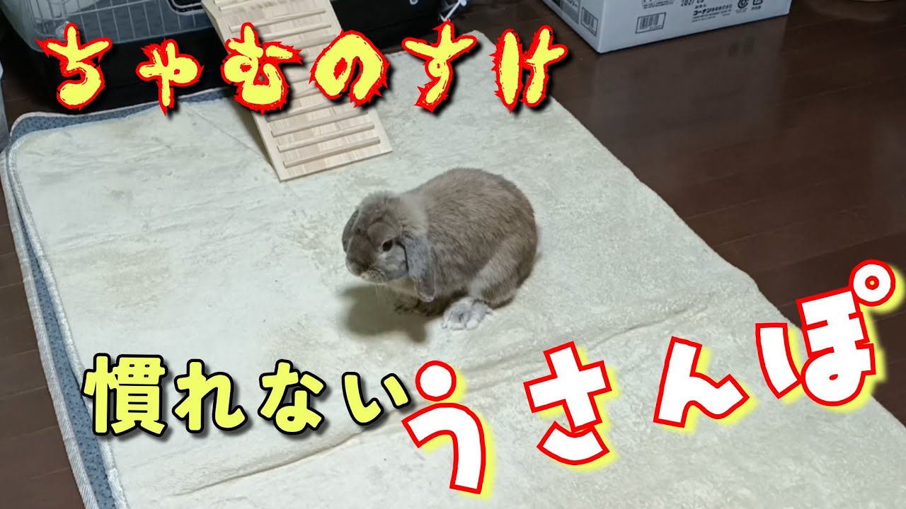 【うさぎ】ちゃむのすけの“うさんぽ”