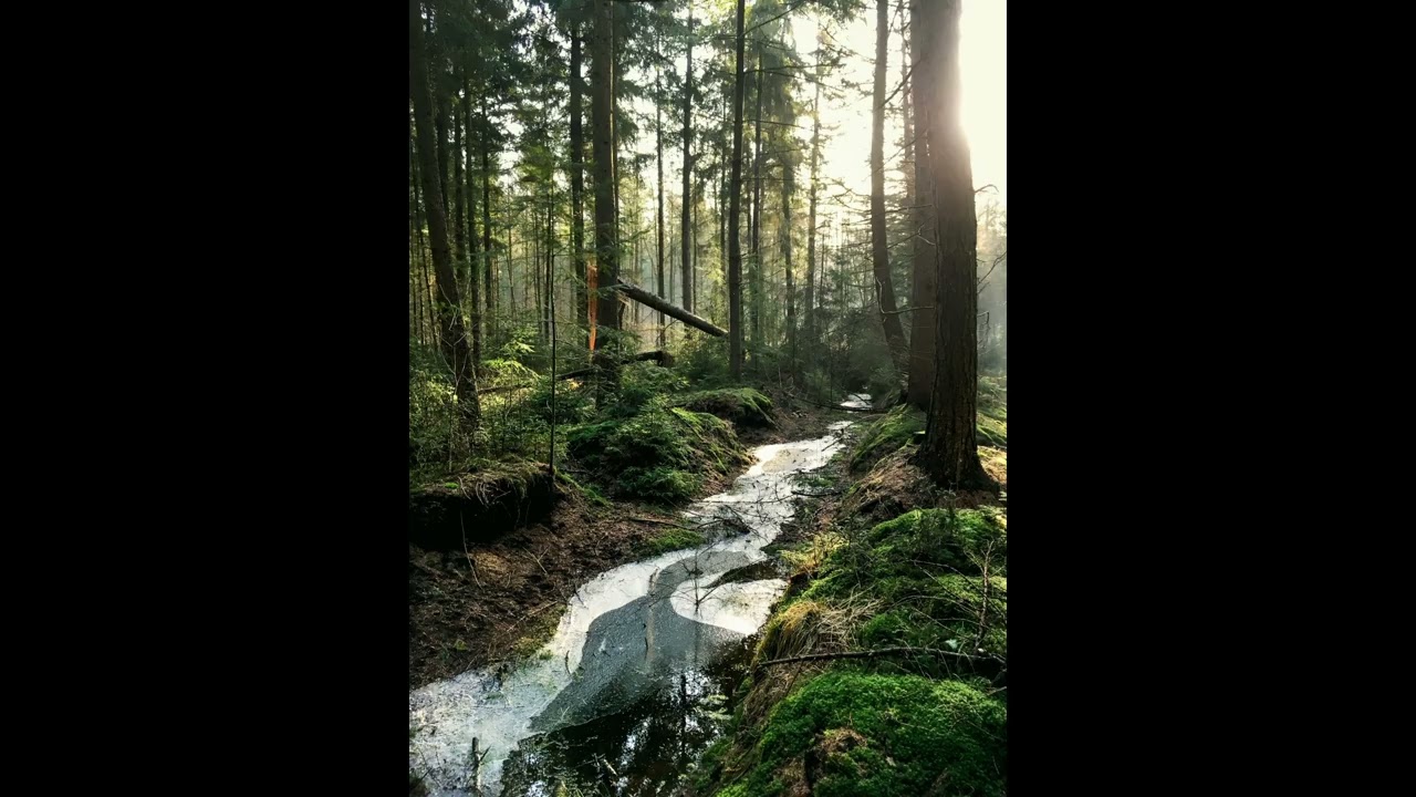 1 hour meditation sound of rain in the forest