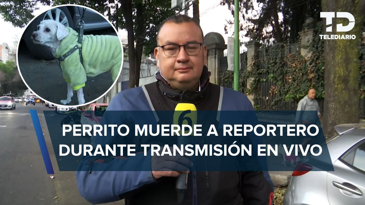 Perro muerde a reportero de multimedios durante transmisión en vivo