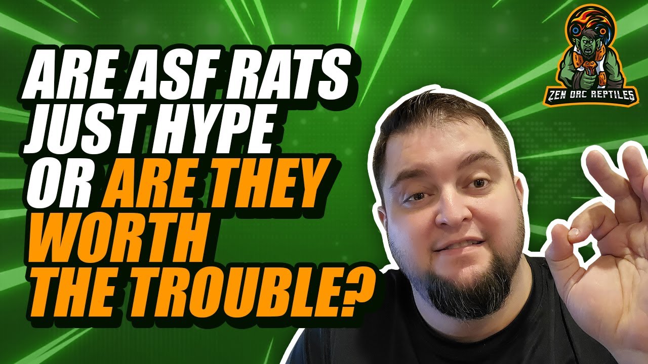 My First Year Of Breeding African Soft Fur Rats! Ball Python Community Hype Or Worth it?