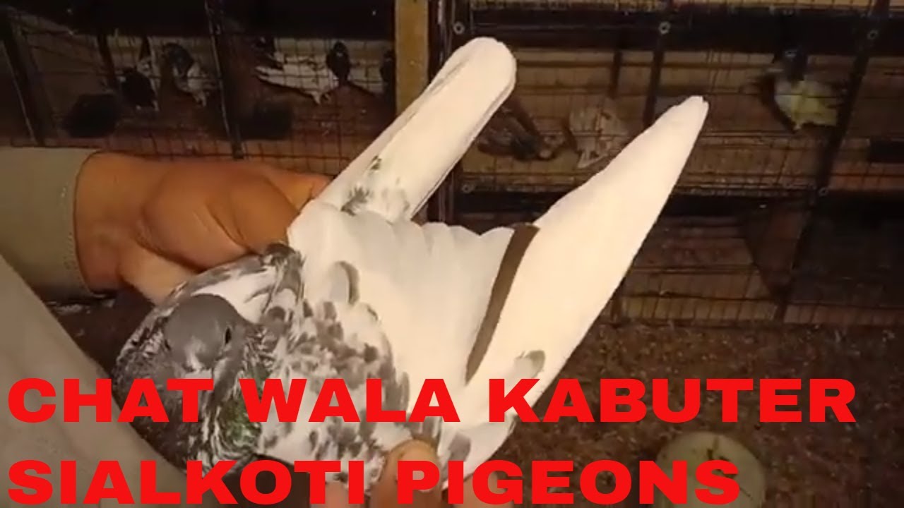 Chaat Wale Kabutar/Pigeon Of Sialkot