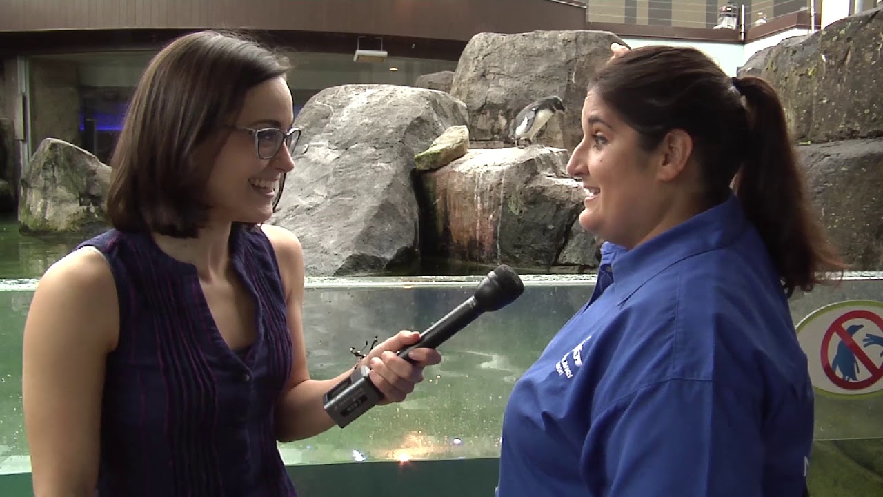 Meet DJ: The National Aviary's penguin who volunteers for meet-and-greets