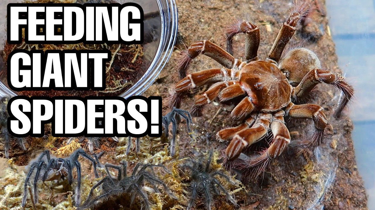GIANT SPIDERS! Feeding my 12 Goliath Birdeater Tarantulas!