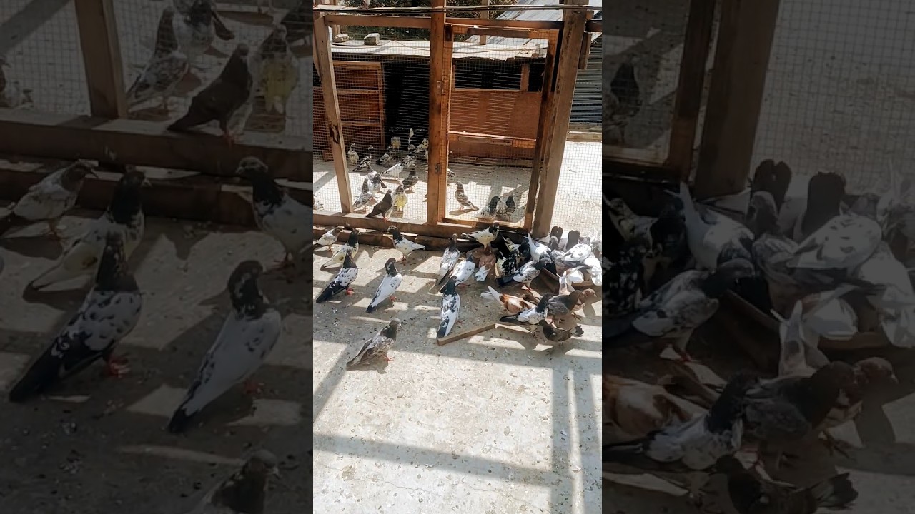 Pigeon Paradise #viral #ytshorts #youtube