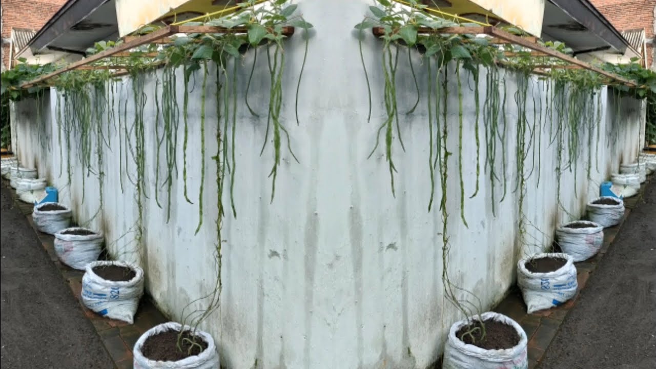 cara menanam kacang panjang supaya berbuah lebat || how to plant long beans and bear fruit