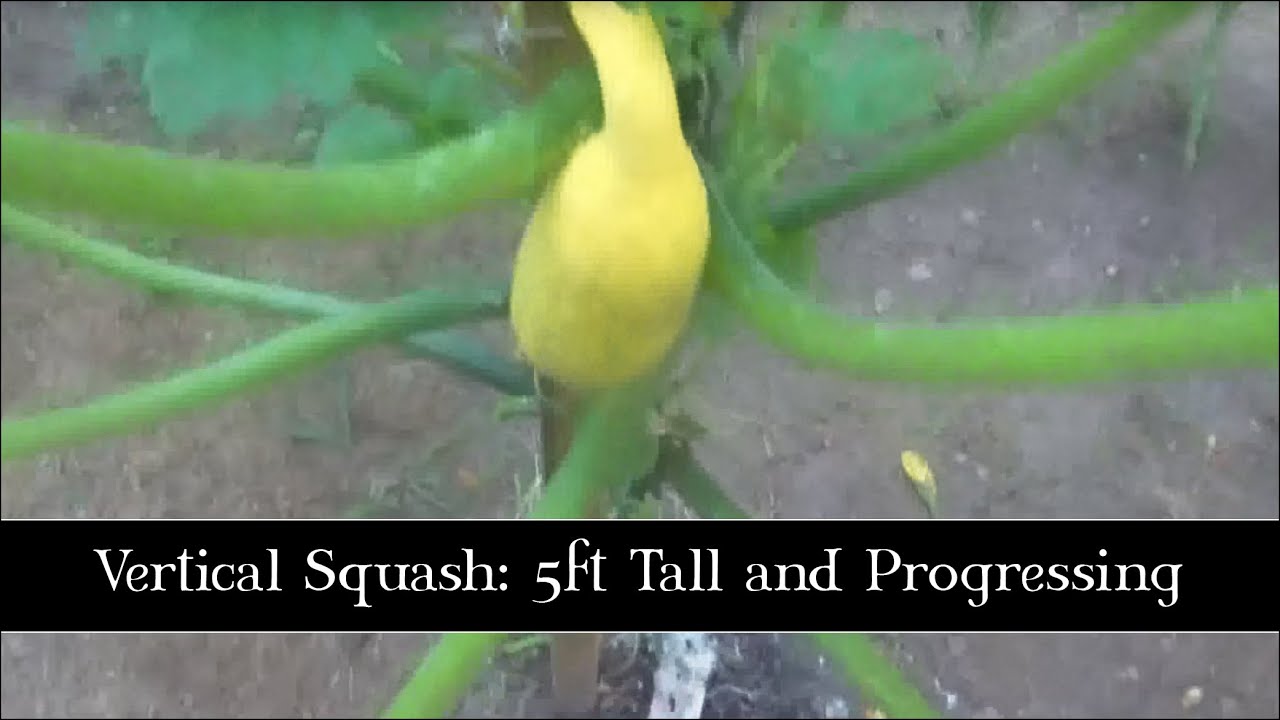 Vertical Squash: 5ft Tall and Progressing