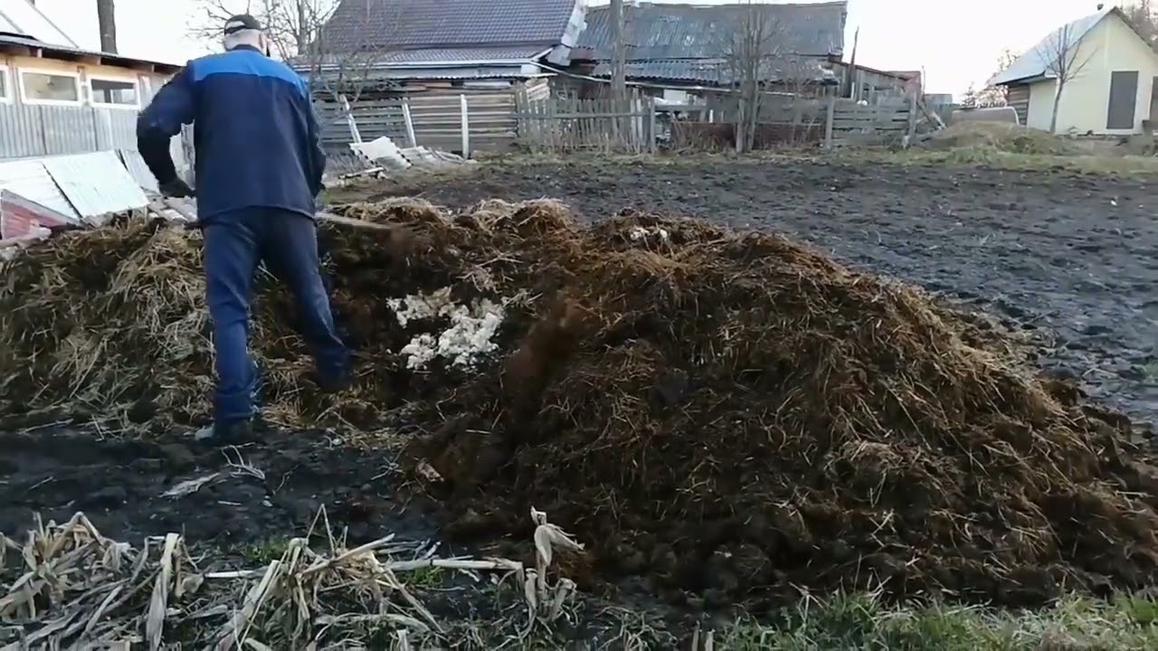 Первая корова без опыта