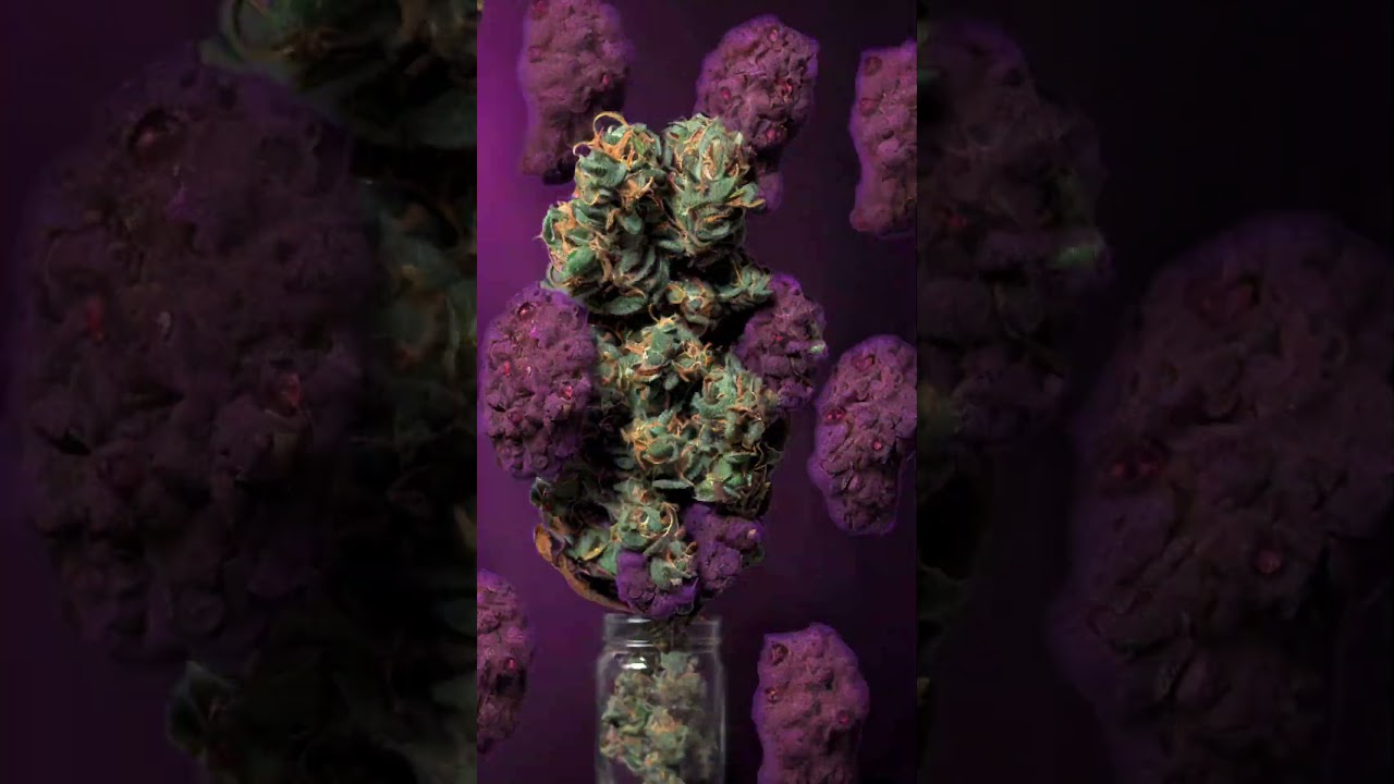 The CannAdvice AI Project