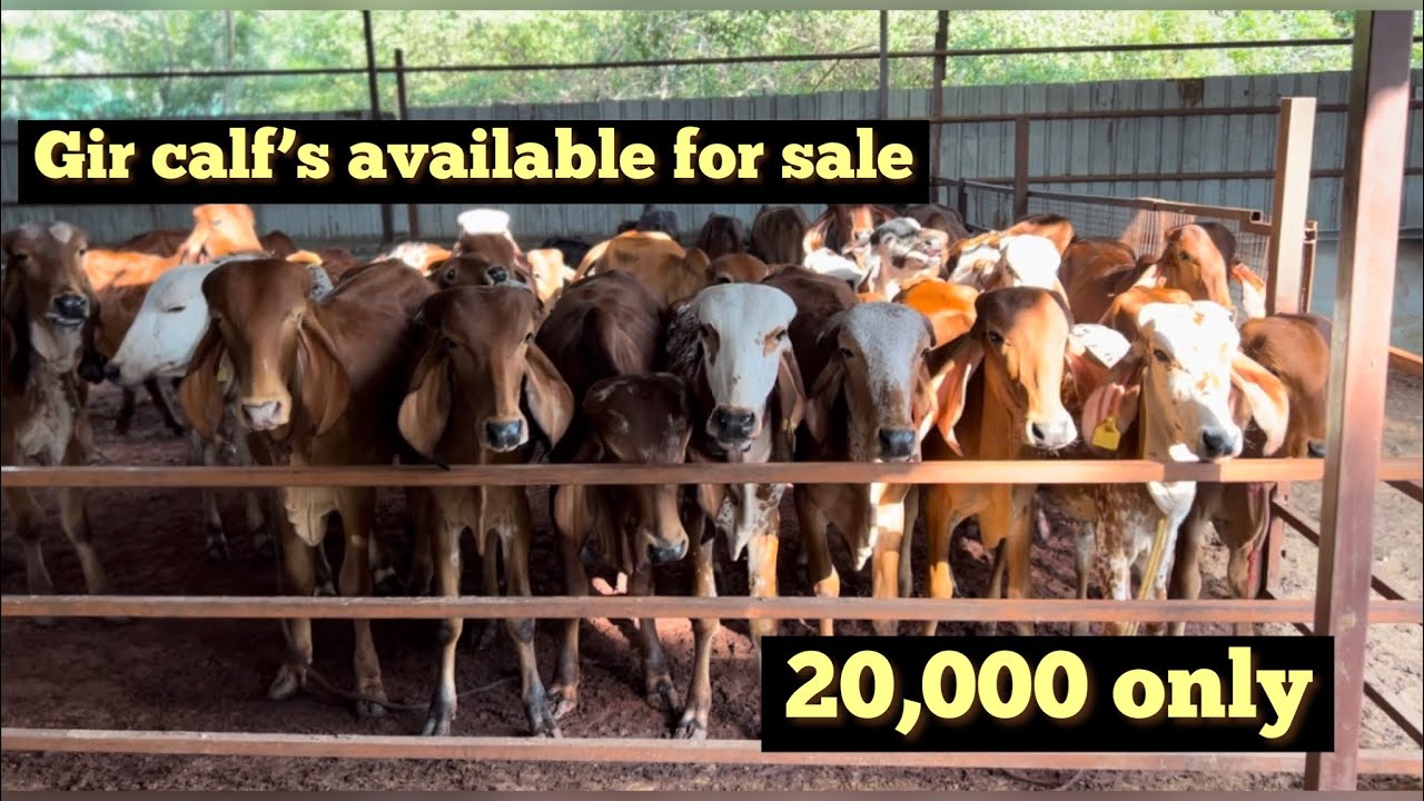 Gir calf’s for sale | 9818760016 | 