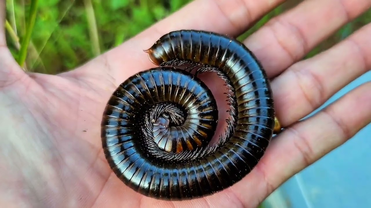 1 Giant Millipede Close-up In Forest!! Catch Various Millipedes In Wild Nature
