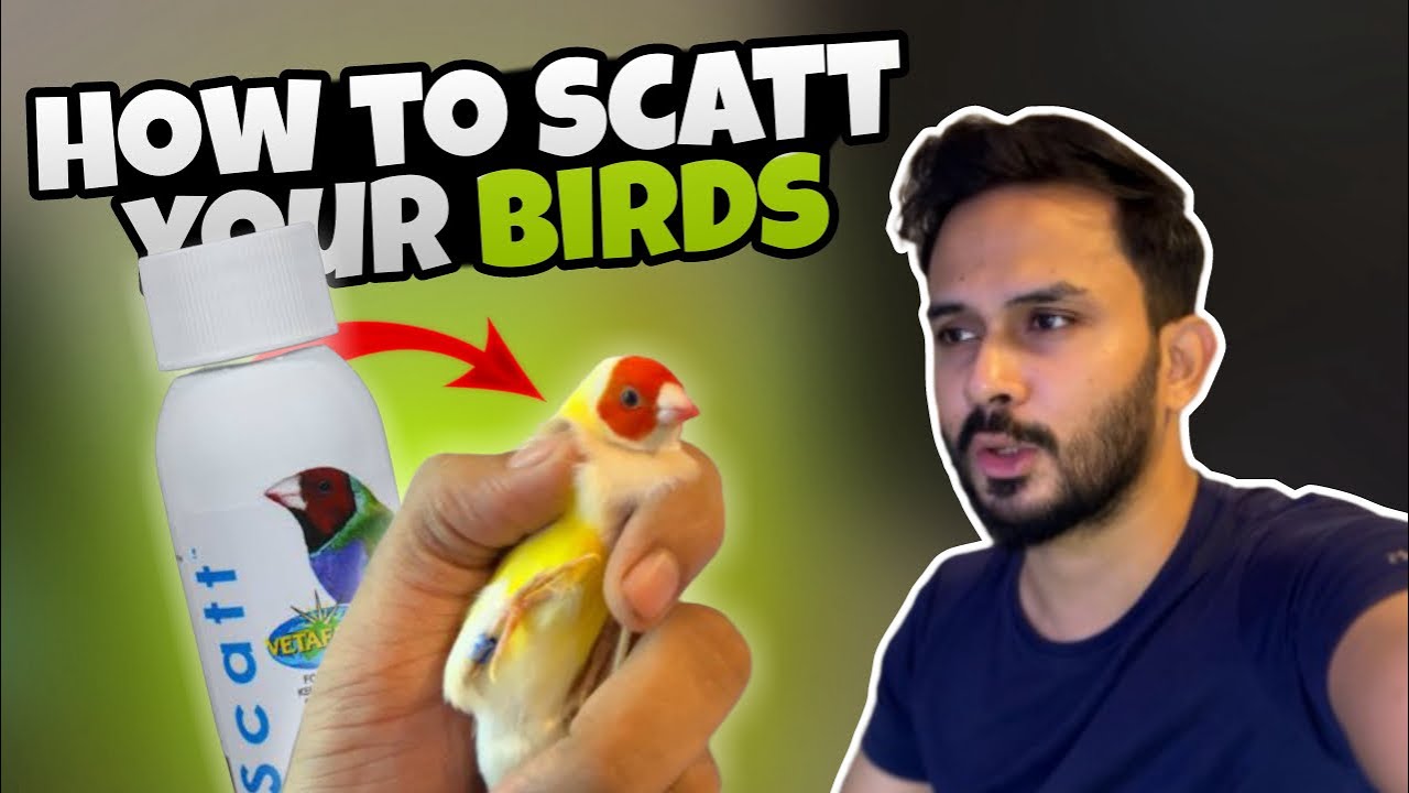 How to Apply Scatt on Birds | Hindi Tutorial | Effective Mite Treatment for Gouldians -Imran's World