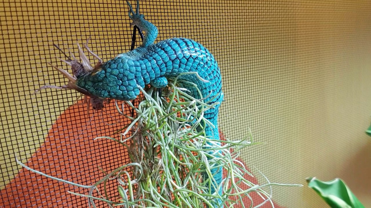 Abronia graminea feeding