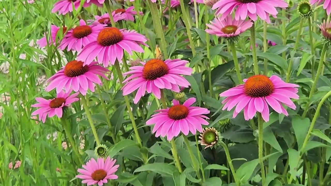 #보라색  꽃들...