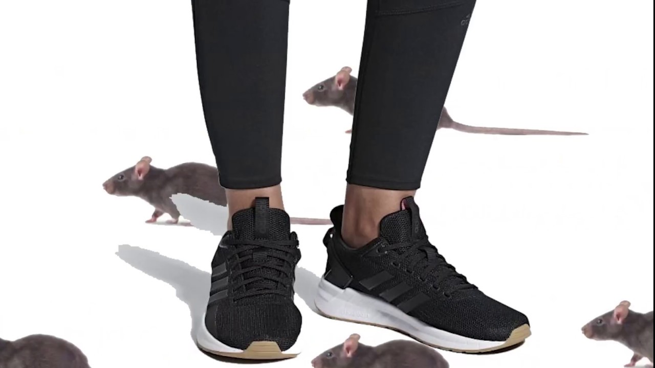 Approximately 89 hyper-realistic rats run across your black Adidas