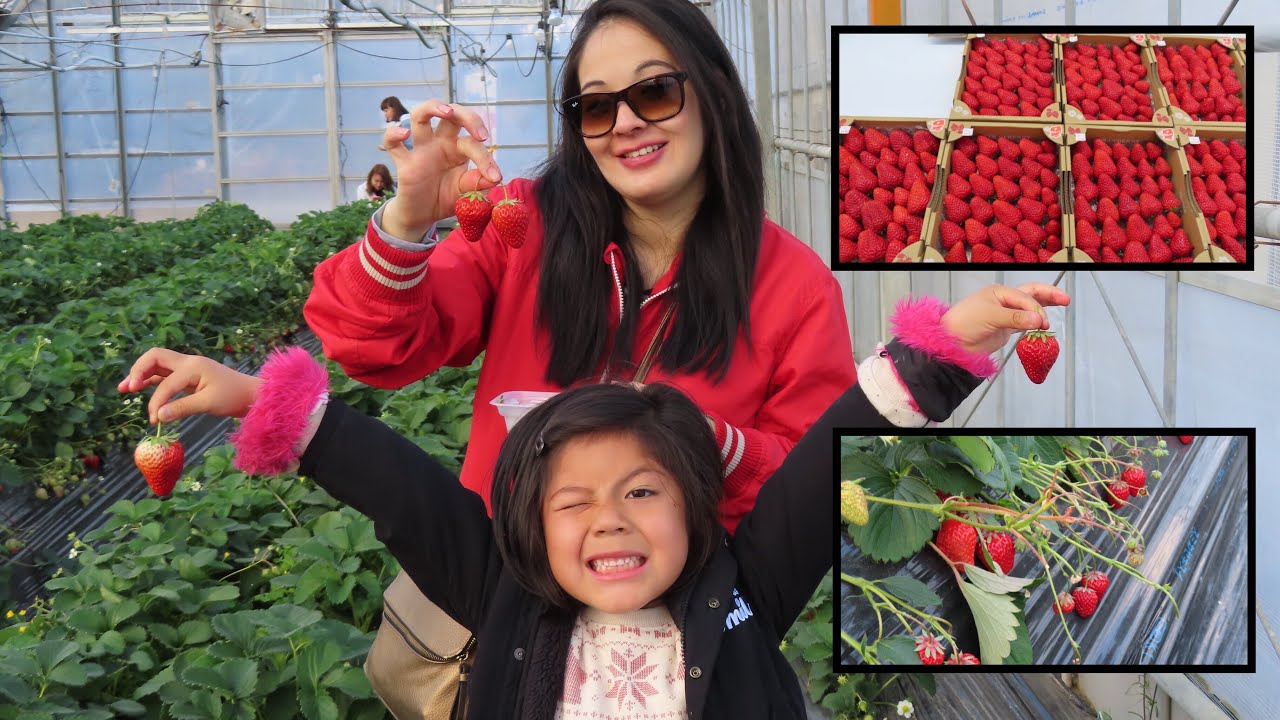 NOVEDOSA FORMA  DE CULTIVAR Y VENDER  FRESAS DE LOS JAPONESES   ( AGRICULTURA EN JAPON )