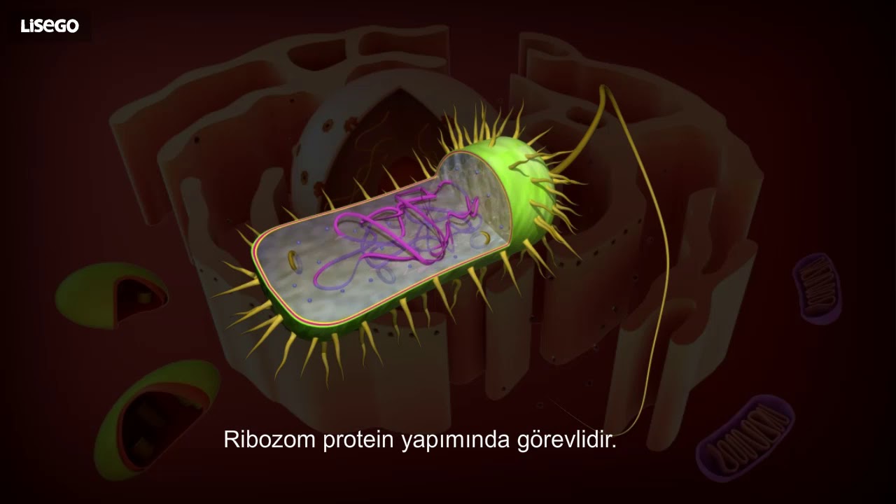 4  Ribozom ve Endoplazmik Retikulum