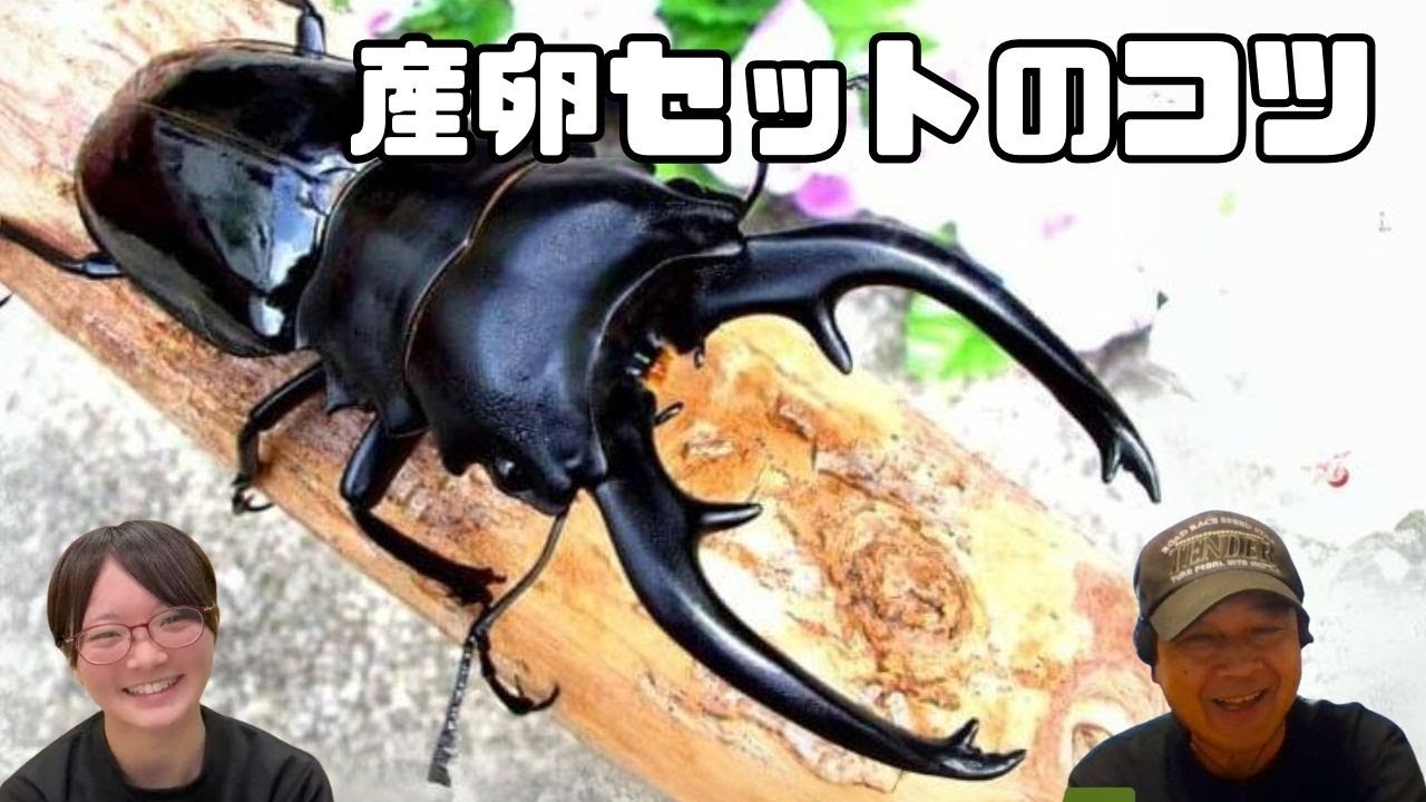 インターメディアツヤクワガタ飼育方法！産卵セットのコツとは？｜【クワカブ広場】名人Shihoのクワカブ相談室！会員は無料で配信中！〈8月16号〉#カブトムシ #クワガタ #昆虫 #夏 #飼育方法