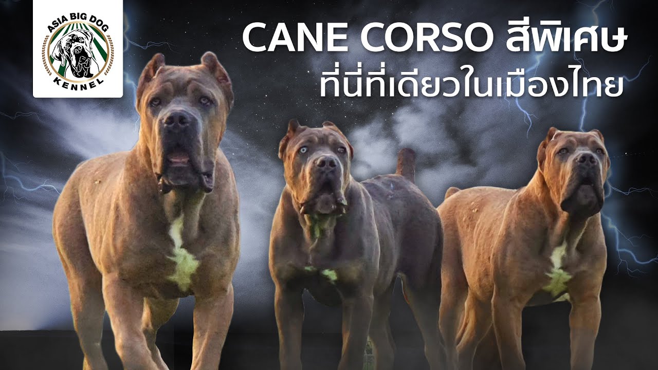 CANE CORSO สีพิเศษ คอกเดียวในประเทศไทย / ASIA BIG DOG