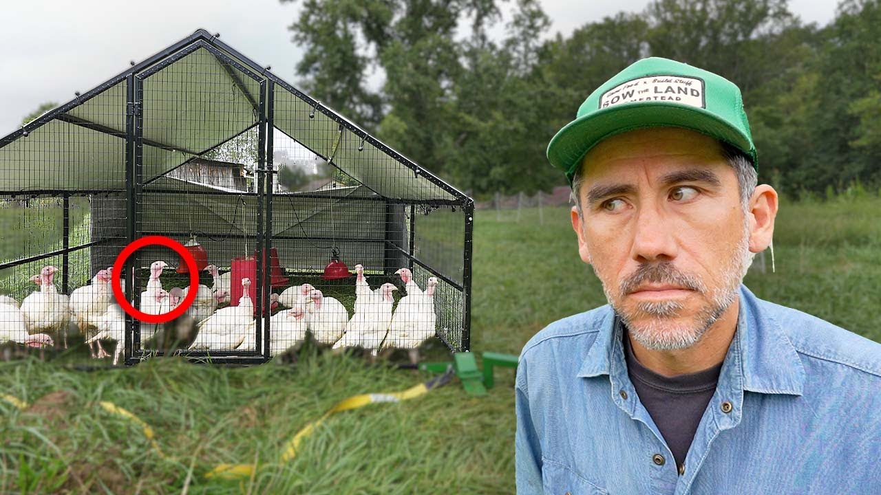 Turkeys Escape