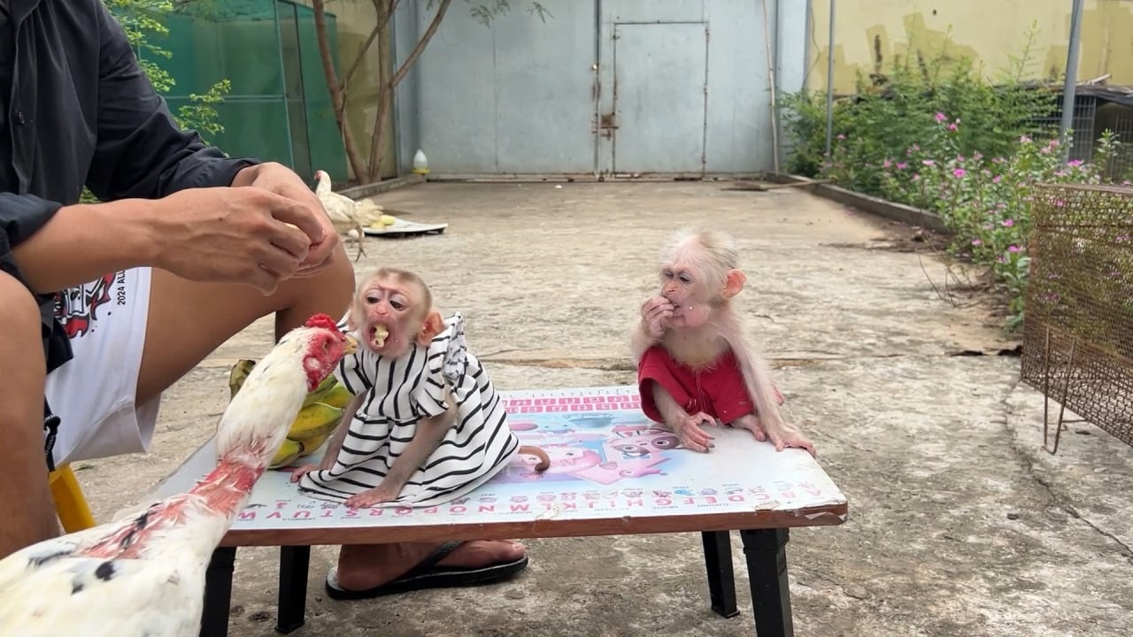 OHH NOOO Luna C-r-y and Anqry Chicken BecOz chicken Steal Her Food In Her Mouth