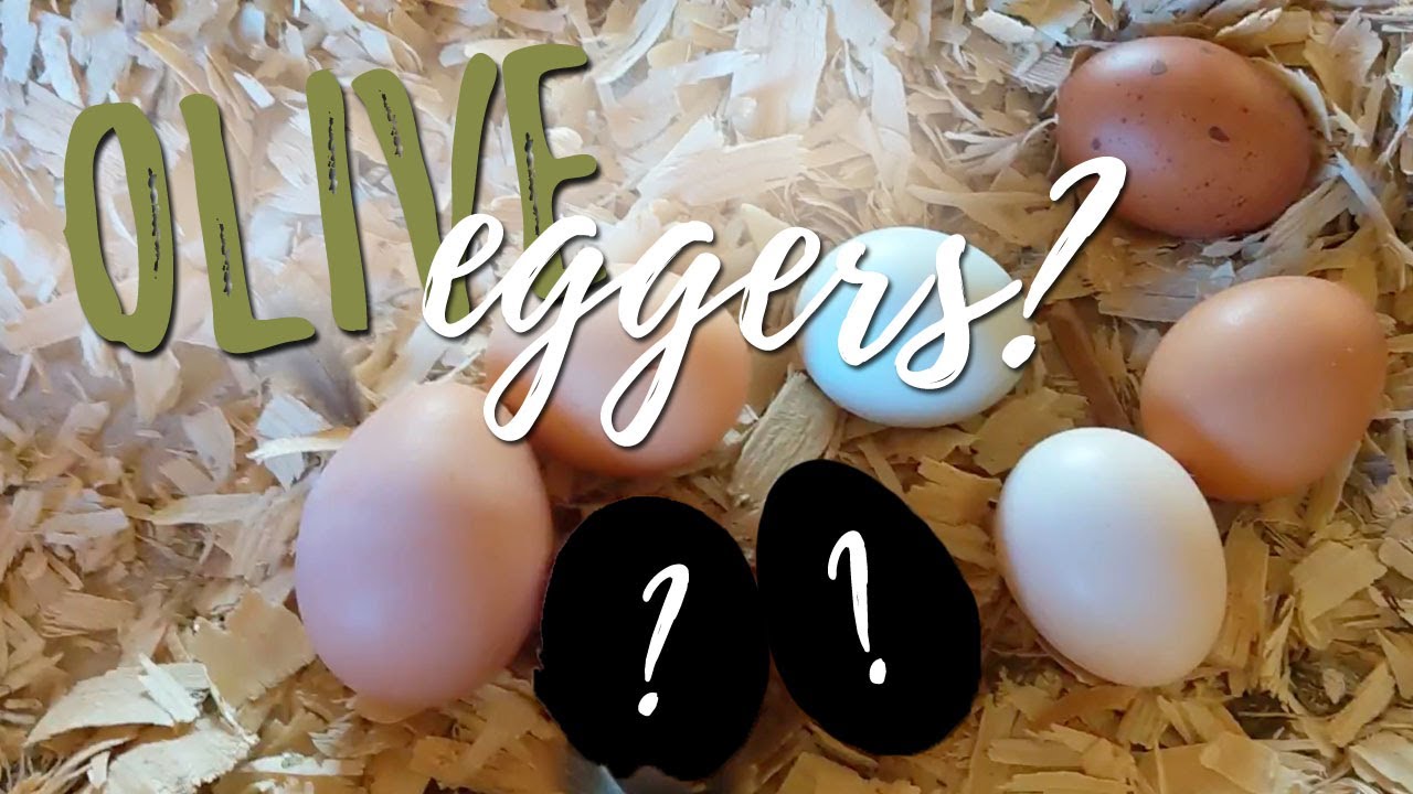 Неужели OLIVE EGGERS наконец-то начали нестись?