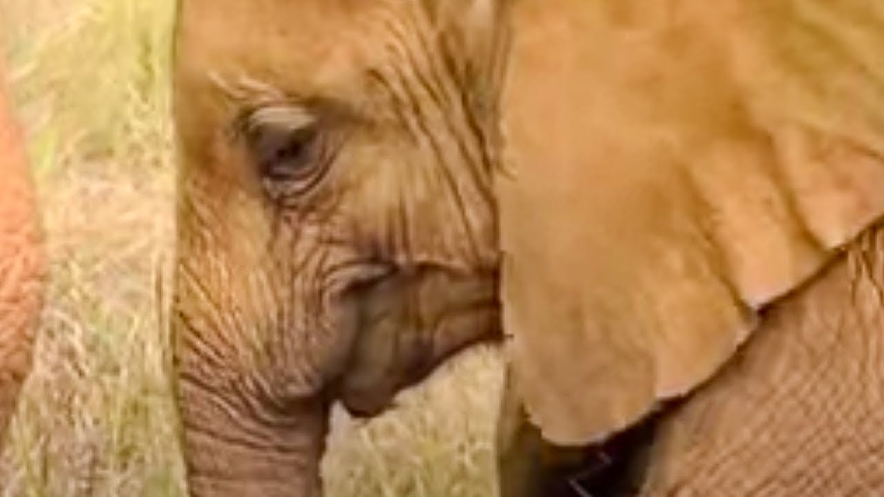 Baby Elephants of Nairobi National Park | BBC Studios