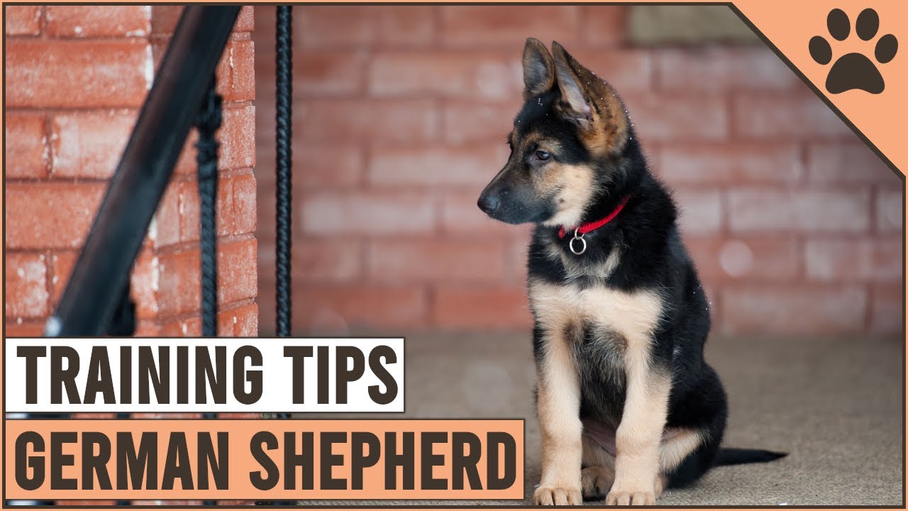 Best German Shepherd Puppy Training Tips | Dog World
