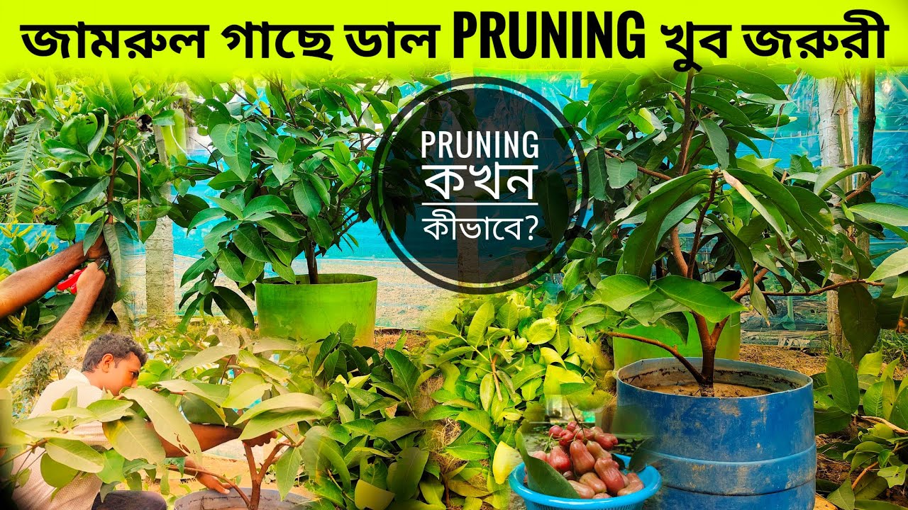 জামরুল গাছের ডাল PRUNING করতেই হবে। কখন ও কিভাবে করতে হবে? pruning method of water apple plant.
