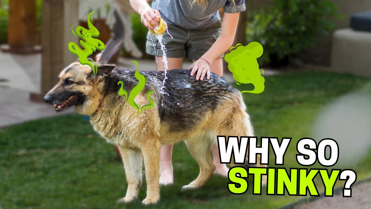 Why Does my German Shepherd Stink So Much?