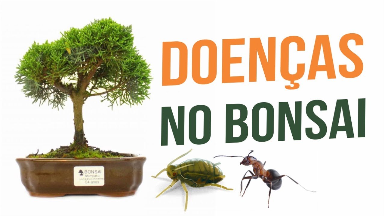 COMO COMBATER DOENÇAS E PRAGAS MAIS COMUNS NO BONSAI