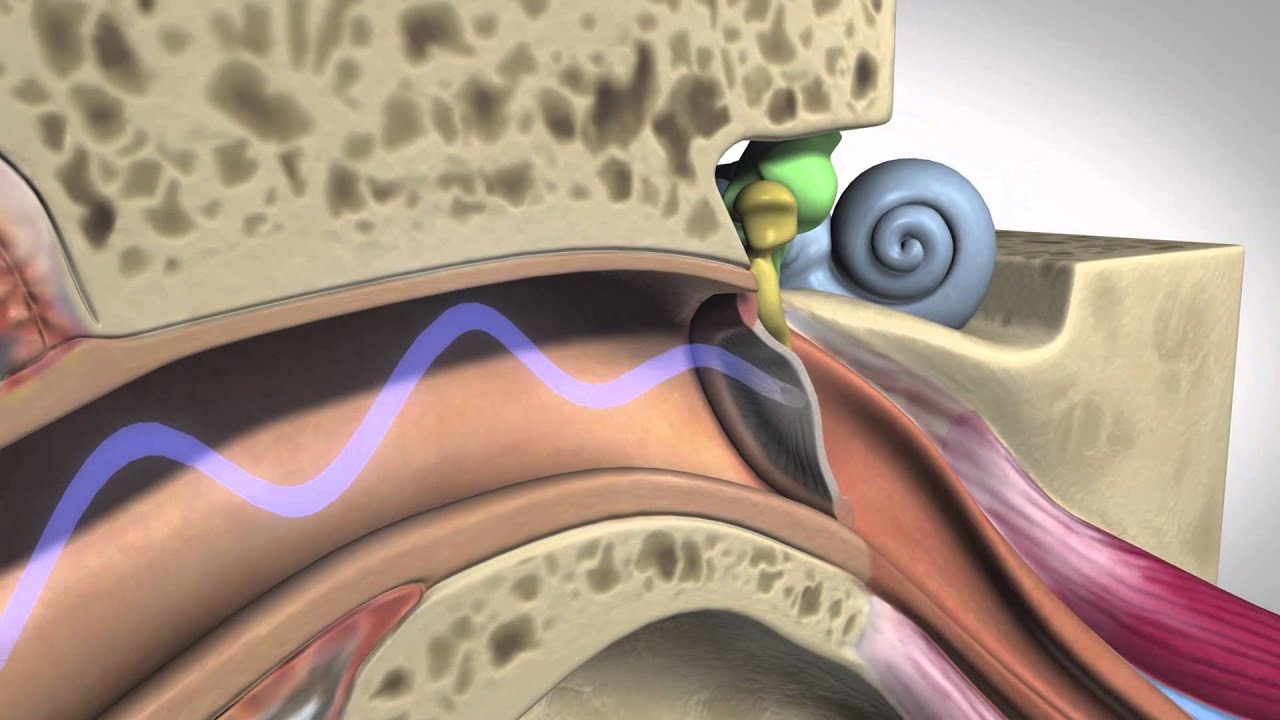 How Hearing Works - Hearing HealthCare Centers, Boulder CO