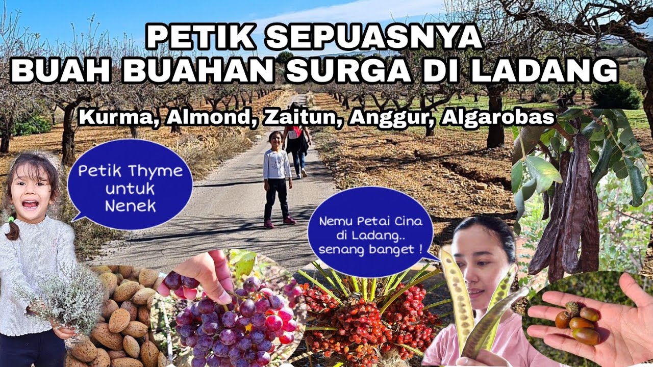 PETIK BUAH BUAHAN SURGA SESUKANYA DI LADANG. MAKAN DI GUBUG SPANYOL