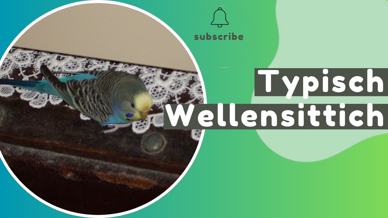 Typisch Wellensittich: Erkennst du diese 8 Verhaltensweisen bei deinemVogel? 🦜