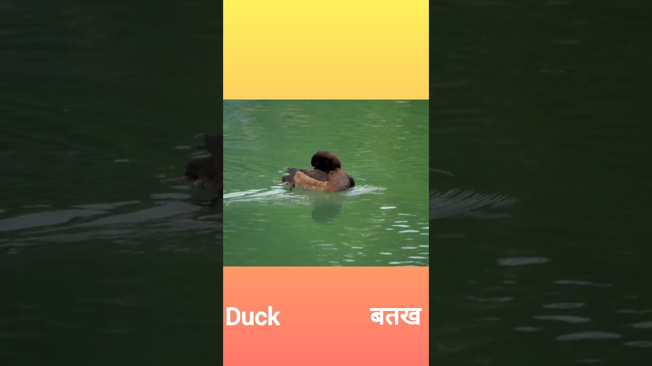 #birdsoundsforkids #birdsforkids # birds name with sound#learning #kindergarten #kidslearning