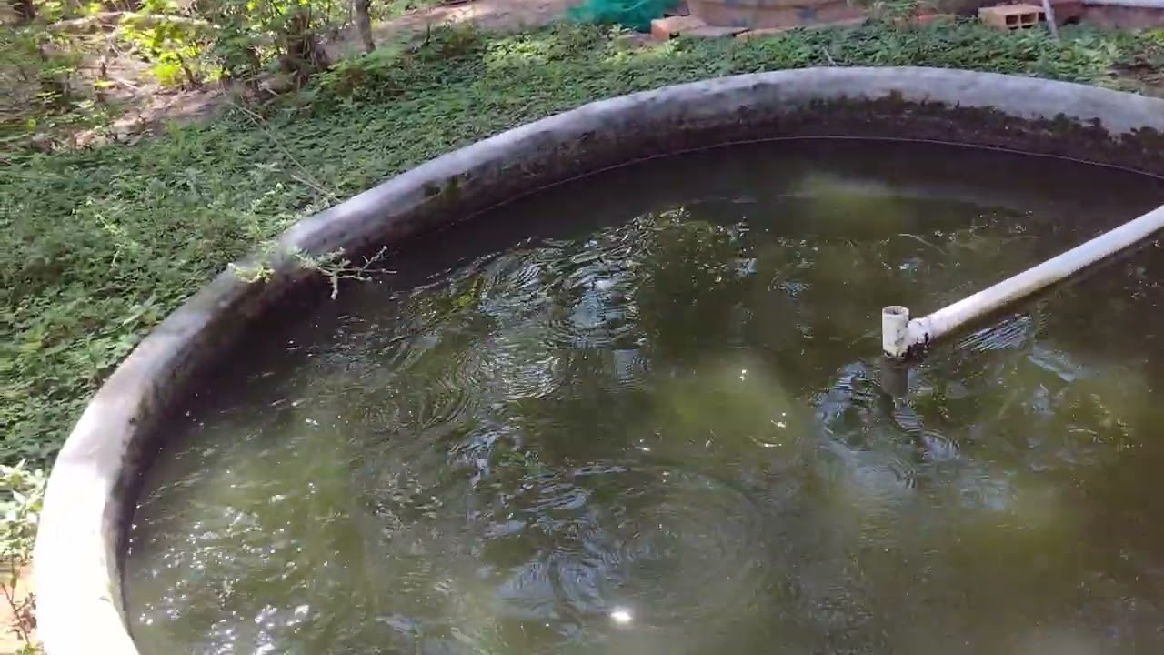 Mostrando um pouco das nossas criações