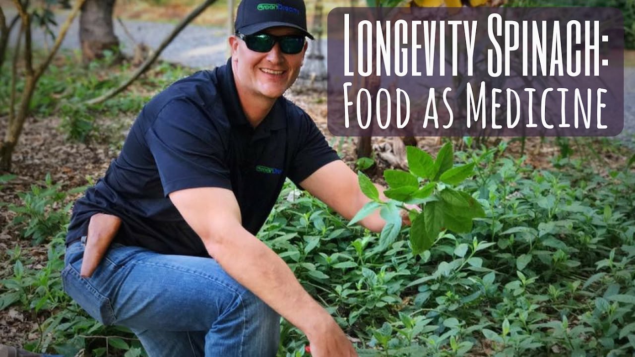 Food as Medicine: Growing LONGEVITY SPINACH for Your Health!