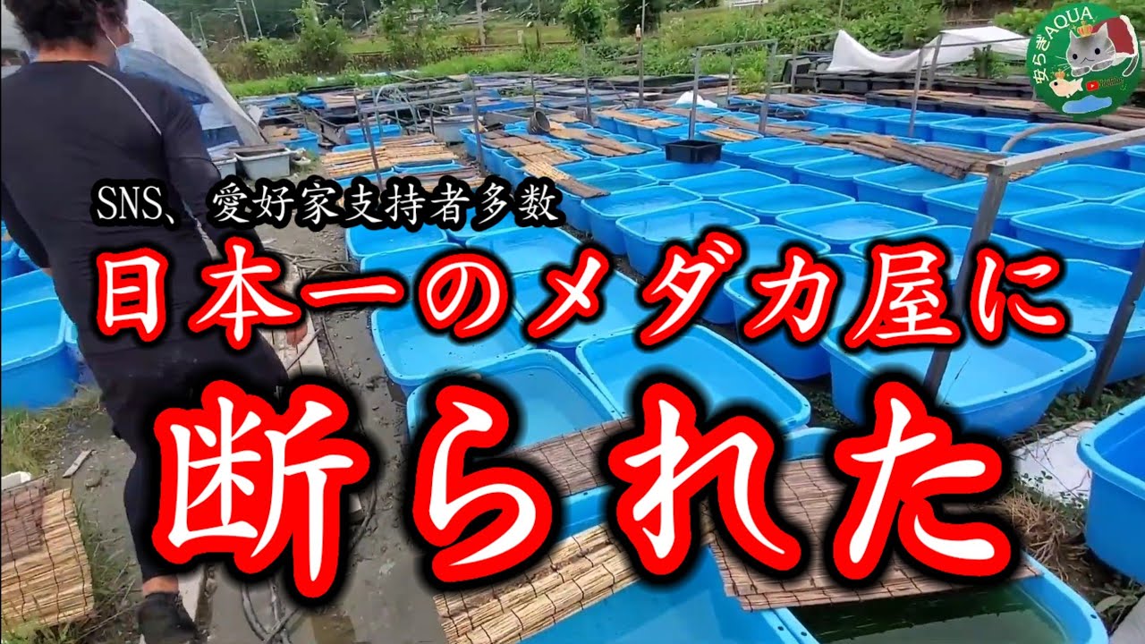 【断られた】日本一と称される夢中めだかの坂上社長に初めて断られた【2026年戦略はほぼ確定か】この一年は相当厳しかったが、夢中めだかは○○で生まれ変わる。安らぎAQUAちゃんねる