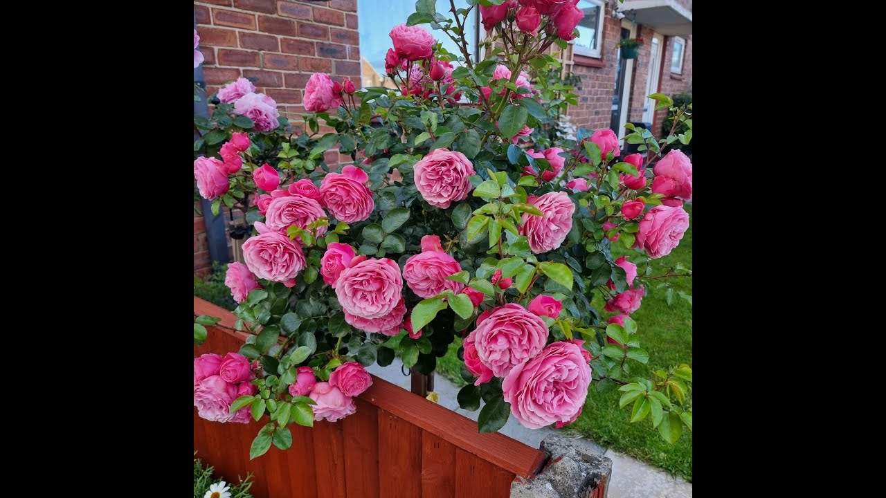 Rose Thierry Marx