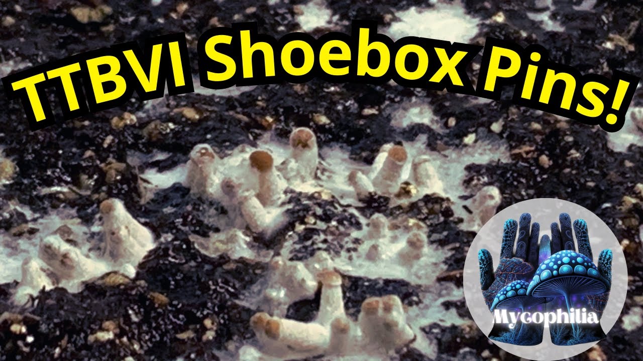 Broke Boi Poolover (TTBVI) Shoebox TEK, закрепление! Состояние поверхности, предстоящие ростки и ...