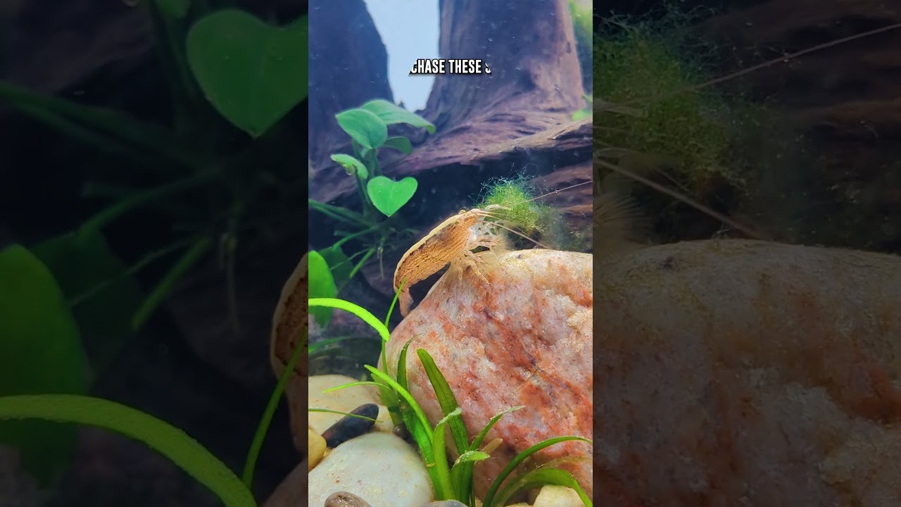 Know THIS Before Breeding Bamboo & Vampire Shrimp!