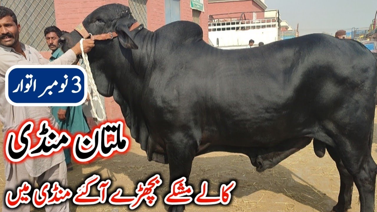 Multan Janwar Mandi Sunday Fresh Rates Update | Cow Mandi Multan Latest Update @mandiinfo