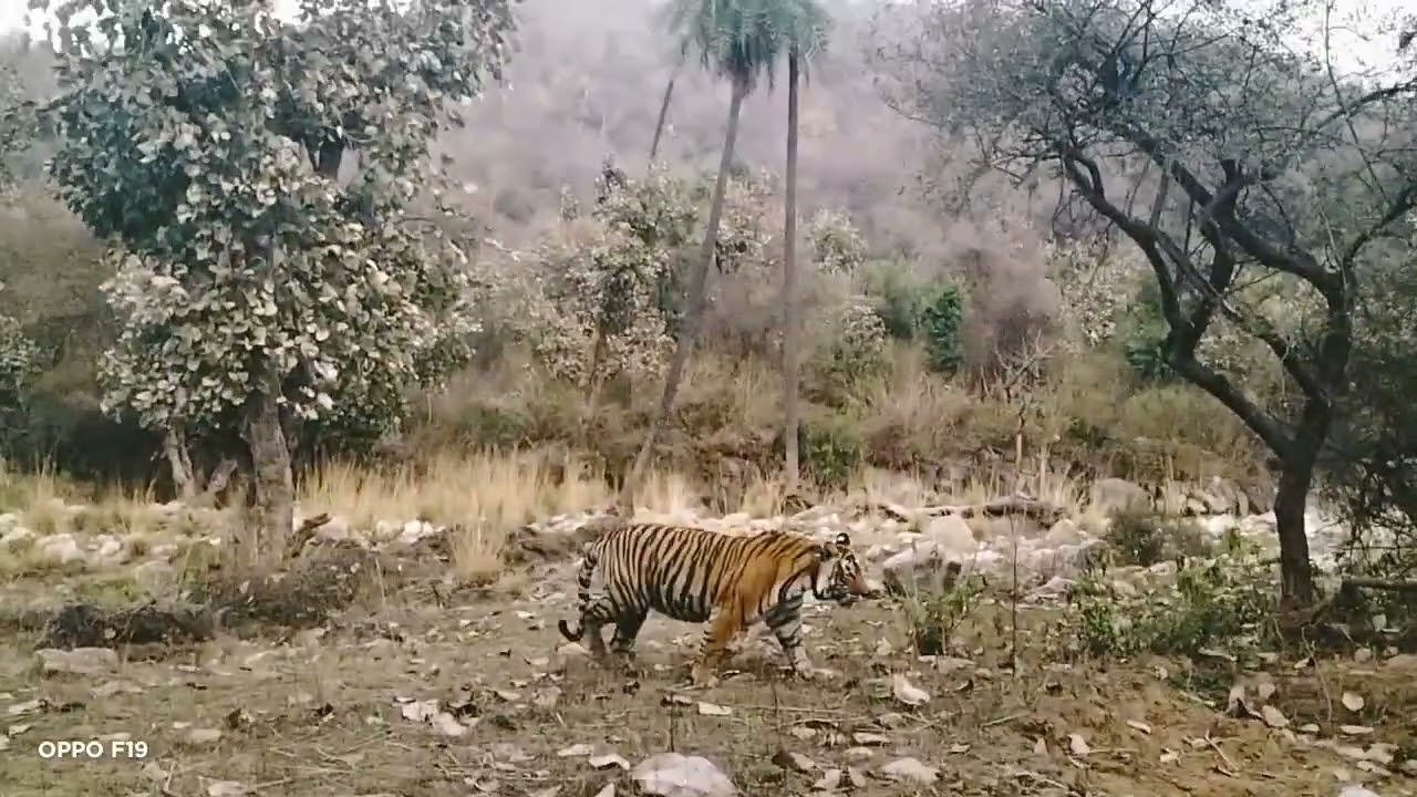 st🐅🐅10 tigeres ने दिये 🐅🐅 खूबसूरत