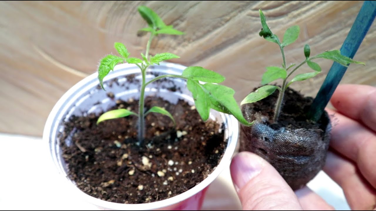 Garden Update: Why I'm Transplanting Seedlings From Peat Pellets.