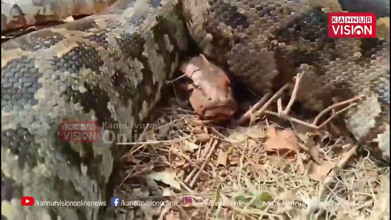തളിപ്പറമ്പ് പൂവത്ത് ഫുട്ബോള്‍ ഗ്രൗണ്ടിലെ വലയില്‍ കുടുങ്ങി കൂറ്റന്‍ പെരുമ്പാമ്പ്‌ | Python | Snake