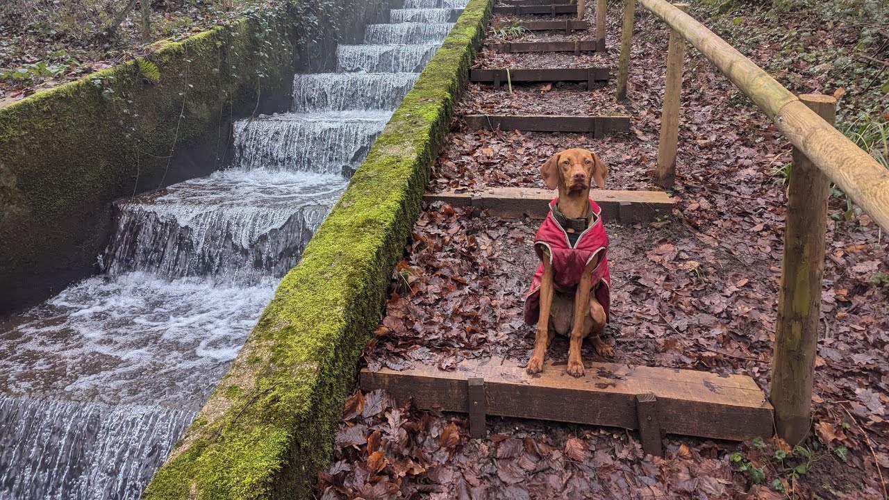Off-Leash Walk With My 6 Month Old Vizsla Puppy: Quiet Exploration Of A Wet Landscape
