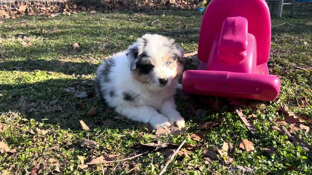 “Oscar” Juniper’s blue Merle male