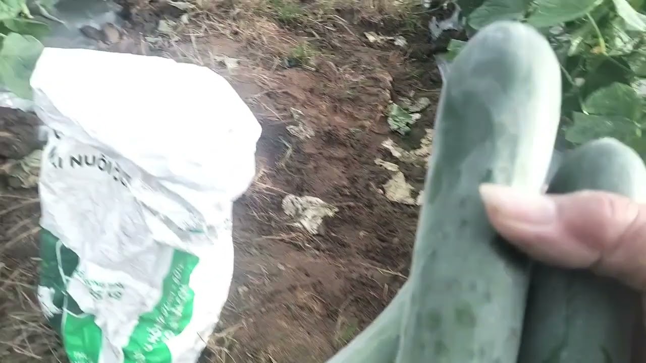 Lại tiếp tục là dưa leo . @duythanh vlog2562