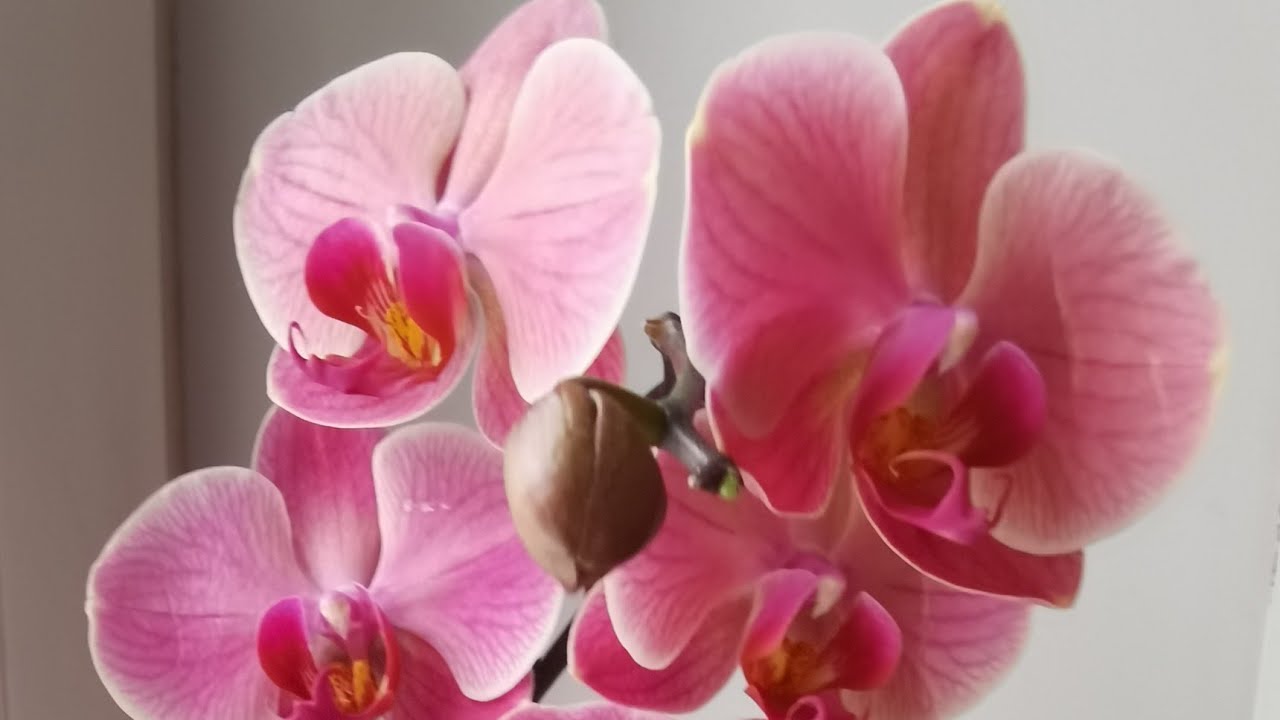 Орхидея фаленопсис Нарбонна.Описание и особенности сорта🌸