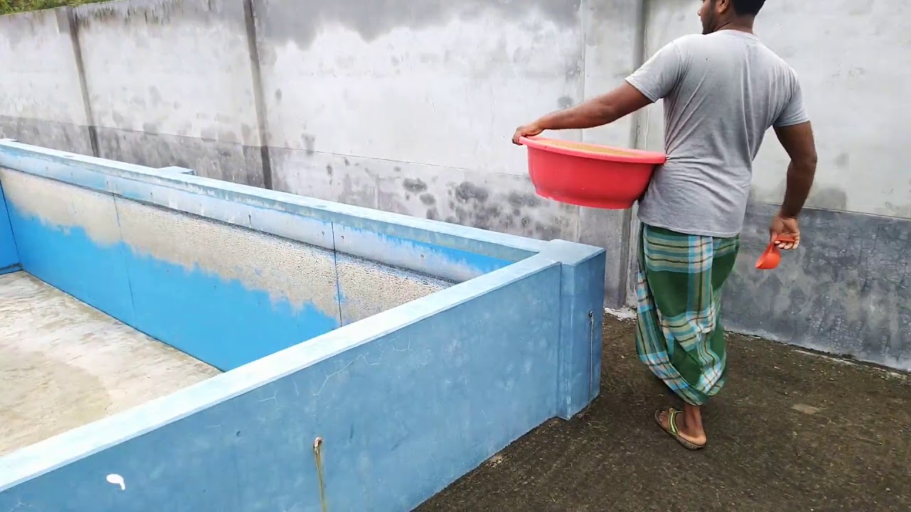 Fish Farming in Small Place Using BioFloc Technology